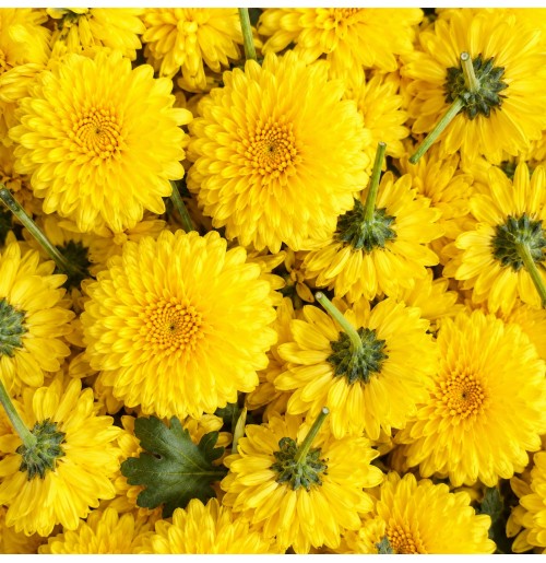 Pooja Flowers - Yellow Chrysanthemum